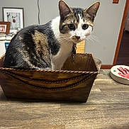 Lola is registered to the contest to win money with this photo: cat, tabby, basket, wooden_table, indoor, household_items, curious, pet, feline, collar, framed_picture, wall, cord, decor, domestic, animal, sitting, looking, closeup, container