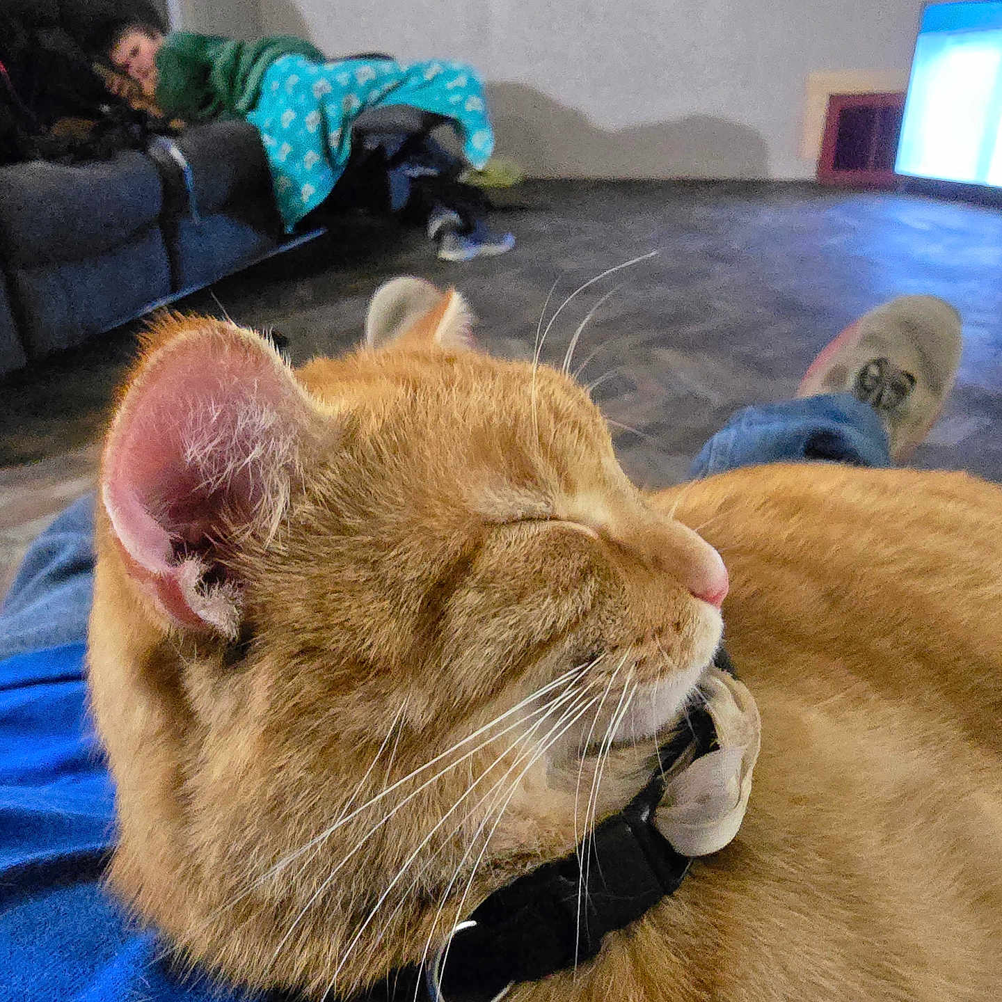 Oliver joined the competition — help win amazing prizes! cat, orange_cat, pet, sleeping, relaxed, close_up, whiskers, fur, indoors, living_room, couch, blanket, television, stuffed_animal, lap, cozy, domestic_animal, animal_portrait, resting, home