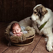 Arthur a rejoint le concours — aidez-le/la à gagner de superbes lots ! animal, baby, bandana, basket, blanket, canine, companion, cozy, dog, fur, guardian, indoor, large_dog, newborn, peaceful, pet, portrait, sleeping, studio_photography, wooden_floor