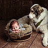 animal, baby, bandana, basket, blanket, canine, companion, cozy, dog, fur, guardian, indoor, large_dog, newborn, peaceful, pet, portrait, sleeping, studio_photography, wooden_floor