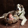 Arthur participe au concours pour gagner de l'argent avec cette photo : baby, bandana, basket, brown, companion, cozy, cute, dog, floor, fur, infant, large_dog, peaceful, pet, portrait, sleeping_baby, studio_portrait, white, wooden_floor, wooden_wall