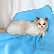 Alto a rejoint le concours — aidez-le/la à gagner de superbes lots ! cat, fluffy, blue_eyes, cream_fur, brown_markings, long_hair, pet, animal, indoors, cushion, sofa, blue_background, lounging, lying_down, relaxed, portrait, closeup, whiskers, ears, tail