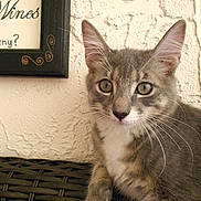 Maurice is registered to the contest to win money with this photo: cat, kitten, gray_tabby, whiskers, green_eyes, closeup, pet, feline, curious, indoor, woven_surface, texture, wall, framed_sign, home_decor, young_cat, portrait, animal, sitting, cute