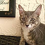 cat, kitten, gray_tabby, whiskers, green_eyes, closeup, pet, feline, curious, indoor, woven_surface, texture, wall, framed_sign, home_decor, young_cat, portrait, animal, sitting, cute