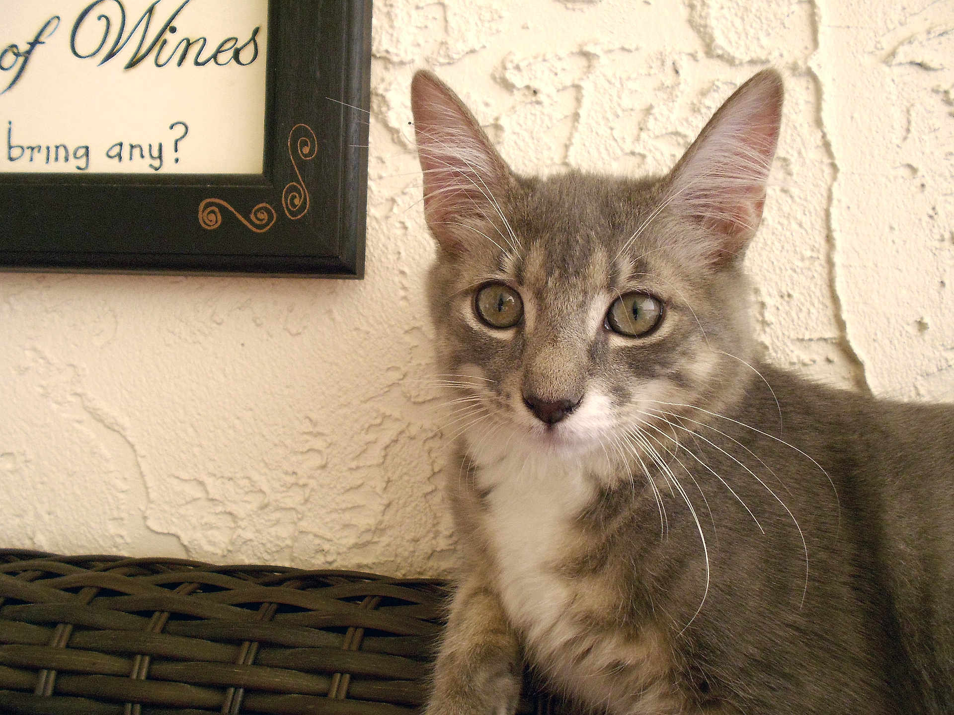 Maurice is registered to the contest to win money with this photo: cat, kitten, gray_tabby, whiskers, green_eyes, closeup, pet, feline, curious, indoor, woven_surface, texture, wall, framed_sign, home_decor, young_cat, portrait, animal, sitting, cute