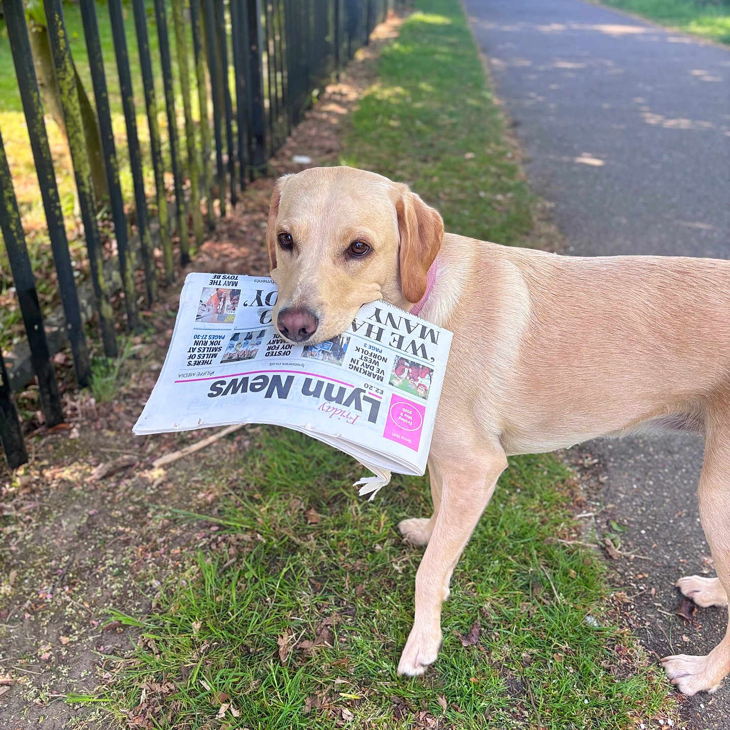 Bonnie is registered to the contest to win money with this photo: animal, canine, city, dog, fence, grass, herbal, herbs, hound, labradorretriever, nature, outdoors, path, pet, plant, road, street, text, tree, vegetation