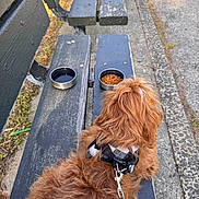 Rio is registered to the contest to win money with this photo: animal, bench, brown, concrete, daylight, dog, food_bowl, fur, grass, harness, leash, outdoor, park, pathway, pet, resting, seat, sidewalk, water_bowl, wood