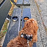 animal, bench, brown, concrete, daylight, dog, food_bowl, fur, grass, harness, leash, outdoor, park, pathway, pet, resting, seat, sidewalk, water_bowl, wood