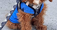 Rio is registered to the contest to win money with this photo: adorable, animal, blue_shirt, brown_fur, closeup, concrete, cute, dog, friendly, fur, harness, leash, outdoor, pet, portrait, puppy, sitting, small_dog, step, young_dog