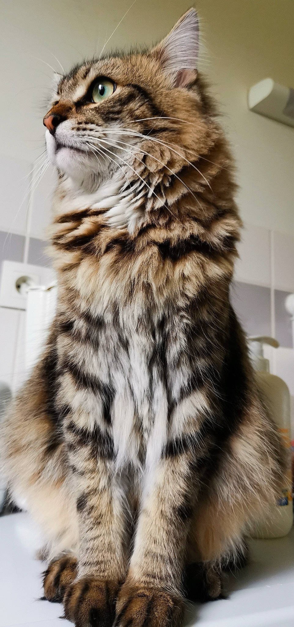 Canaille participe au concours pour gagner de l'argent avec cette photo : carnivore, cat, claw, domestic_short_haired_cat, felidae, fur, paw, small_to_medium_sized_cats, snout, tail, terrestrial_animal, whiskers, window