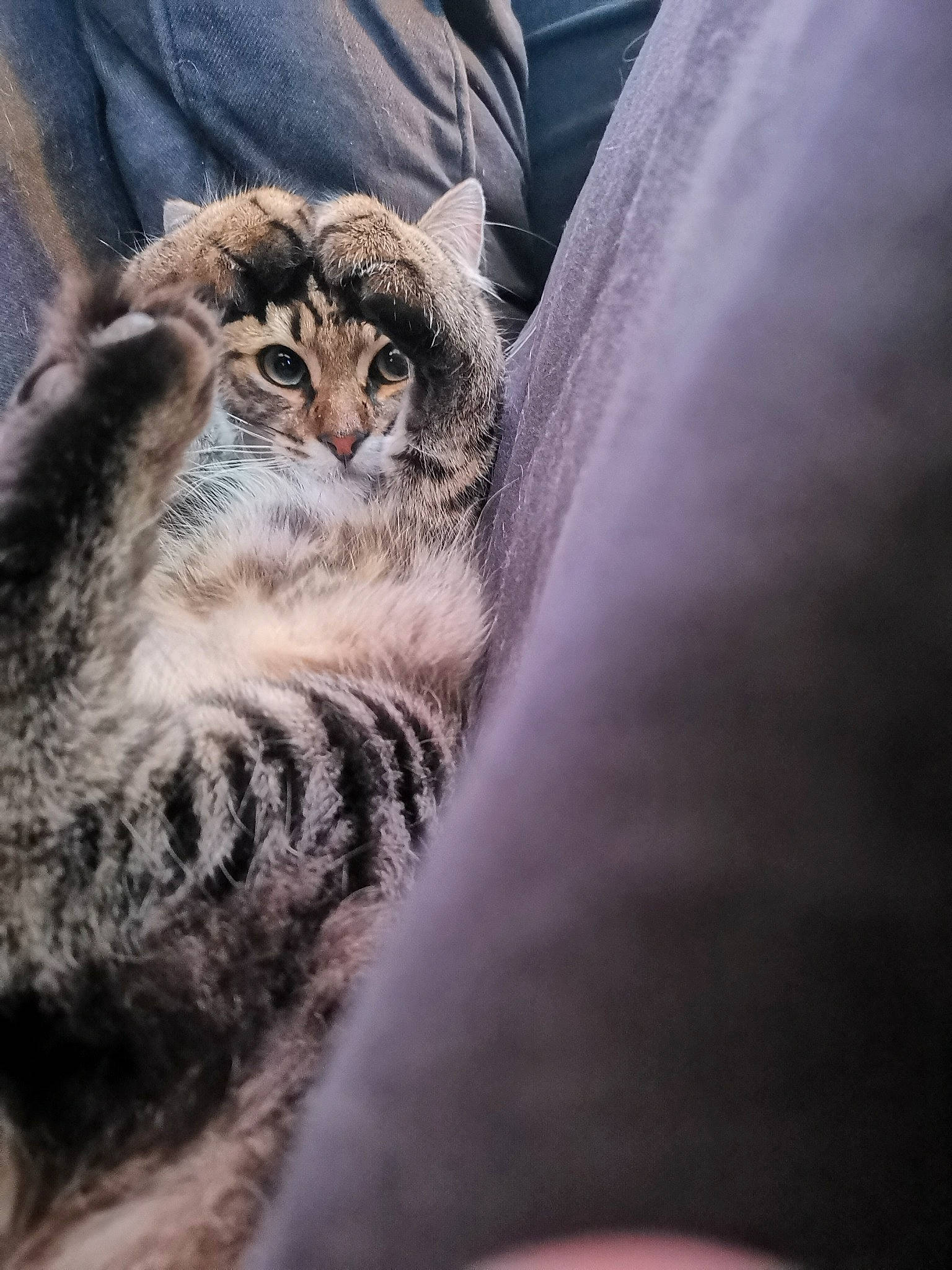 Canaille participe au concours pour gagner de l'argent avec cette photo : big_cats, carnivore, cat, claw, comfort, domestic_short_haired_cat, eye, felidae, fur, paw, small_to_medium_sized_cats, snout, tail, terrestrial_animal, tree, whiskers, wildlife, wood