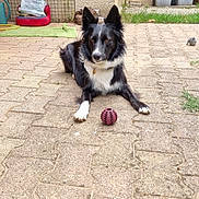 Yuma a rejoint le concours — aidez-le/la à gagner de superbes lots ! dog, black_and_white, ball, patio, outdoor, pet_bed, garden, trash_bins, pavement, grass, toy, animal, canine, ears_up, alert, collar, playful, resting, backyard, daytime