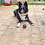 dog, black_and_white, ball, patio, outdoor, pet_bed, garden, trash_bins, pavement, grass, toy, animal, canine, ears_up, alert, collar, playful, resting, backyard, daytime