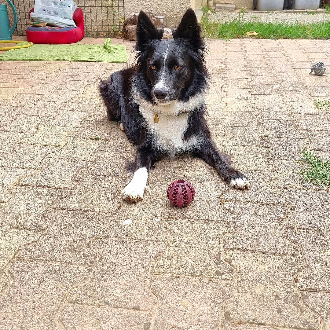 Yuma a rejoint le concours — aidez-le/la à gagner de superbes lots ! alert, animal, backyard, ball, black_and_white, canine, collar, daytime, dog, ears_up, garden, grass, outdoor, patio, pavement, pet_bed, playful, resting, toy, trash_bins