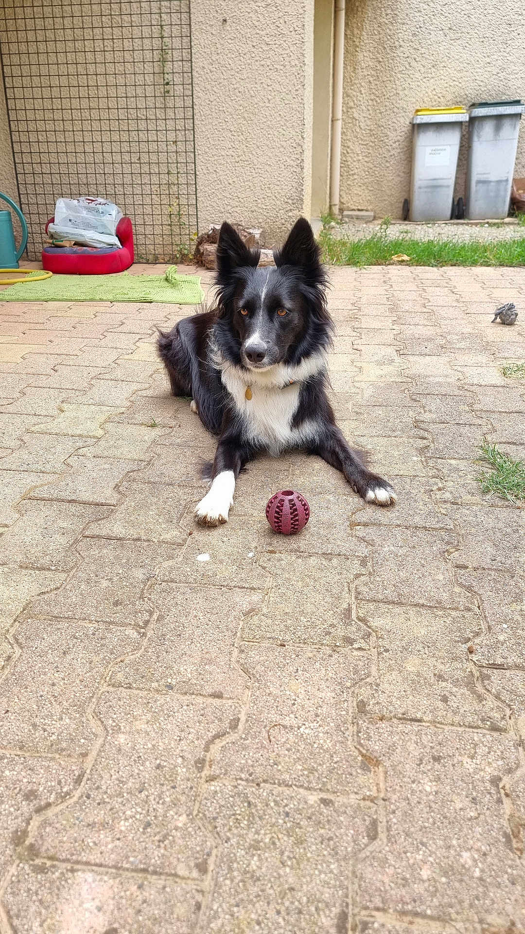 Yuma a rejoint le concours — aidez-le/la à gagner de superbes lots ! dog, black_and_white, ball, patio, outdoor, pet_bed, garden, trash_bins, pavement, grass, toy, animal, canine, ears_up, alert, collar, playful, resting, backyard, daytime
