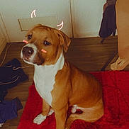 Jack participe au concours pour gagner de l'argent avec cette photo : dog, brown, white, sitting, red_rug, indoors, floor, wooden_floor, digital_filter, devil_horns, text_overlay, pet, animal, cute, mischievous, canine, ears, fur, nose, expression