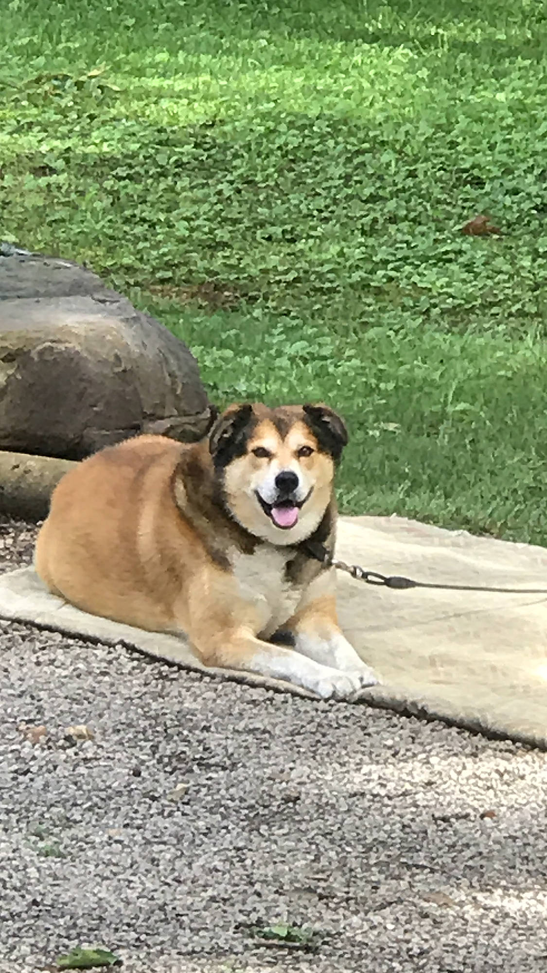 Chester joined the competition — help win amazing prizes! asphalt, canidae, carnivore, collar, companion_dog, curb, dog, dog_breed, fawn, grass, leisure, plant, road, road_surface, sidewalk, snout, sporting_group, tail, tree, working_dog