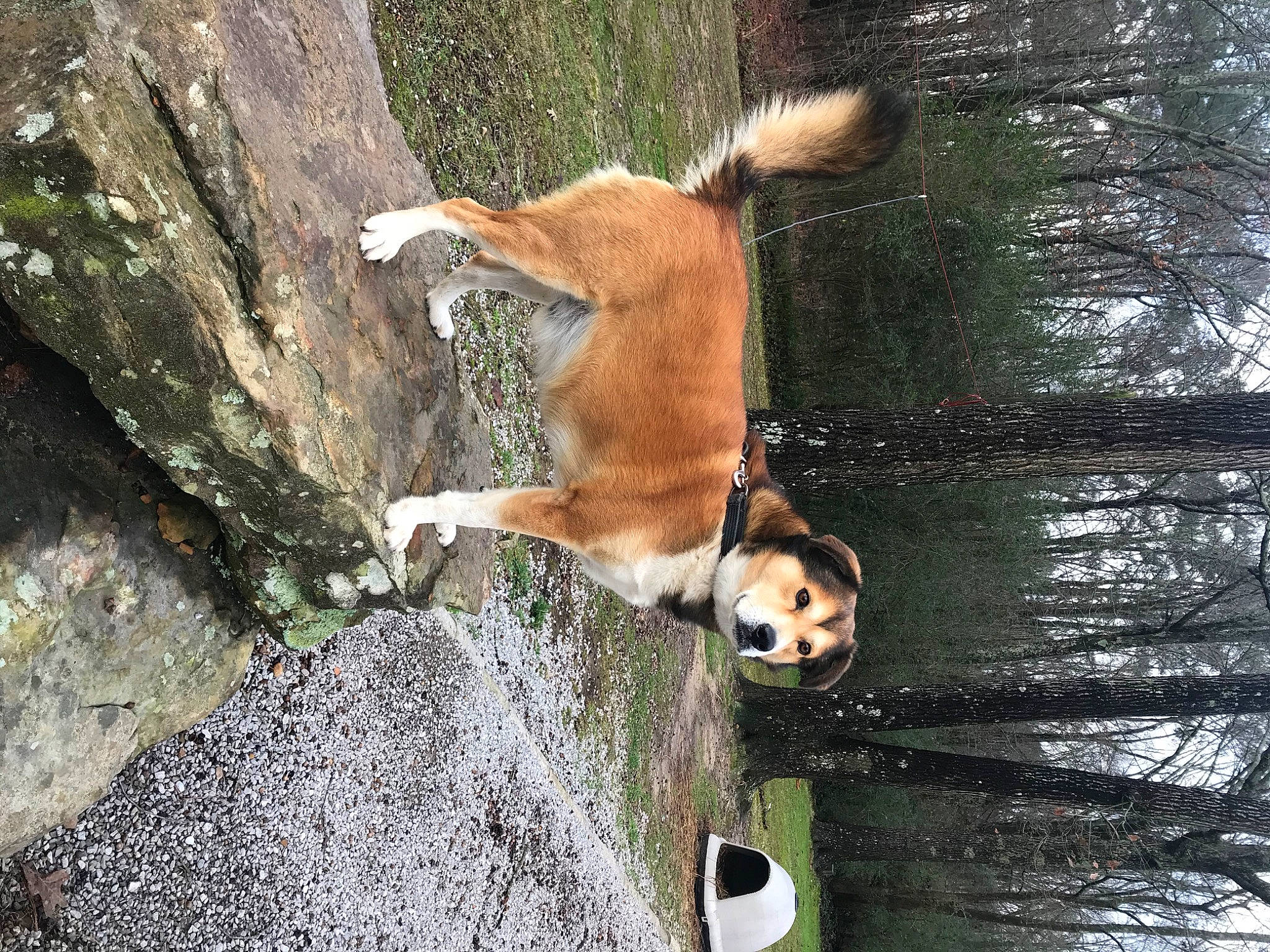 Chester joined the competition — help win amazing prizes! adventure, bedrock, canidae, carnivore, companion_dog, dog, dog_breed, fawn, fur, plant, rock, spitz, sporting_group, tail, terrestrial_animal, tree, trunk, water, wildlife, wood