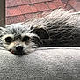 Potroastgoblinking is registered to the contest to win money with this photo: animal, close_up, companion, cozy, cushion, cute, daylight, dog, ears, face, fur, gray_fur, indoor, nose, pet, relaxed, resting, scruffy, tongue_out, window