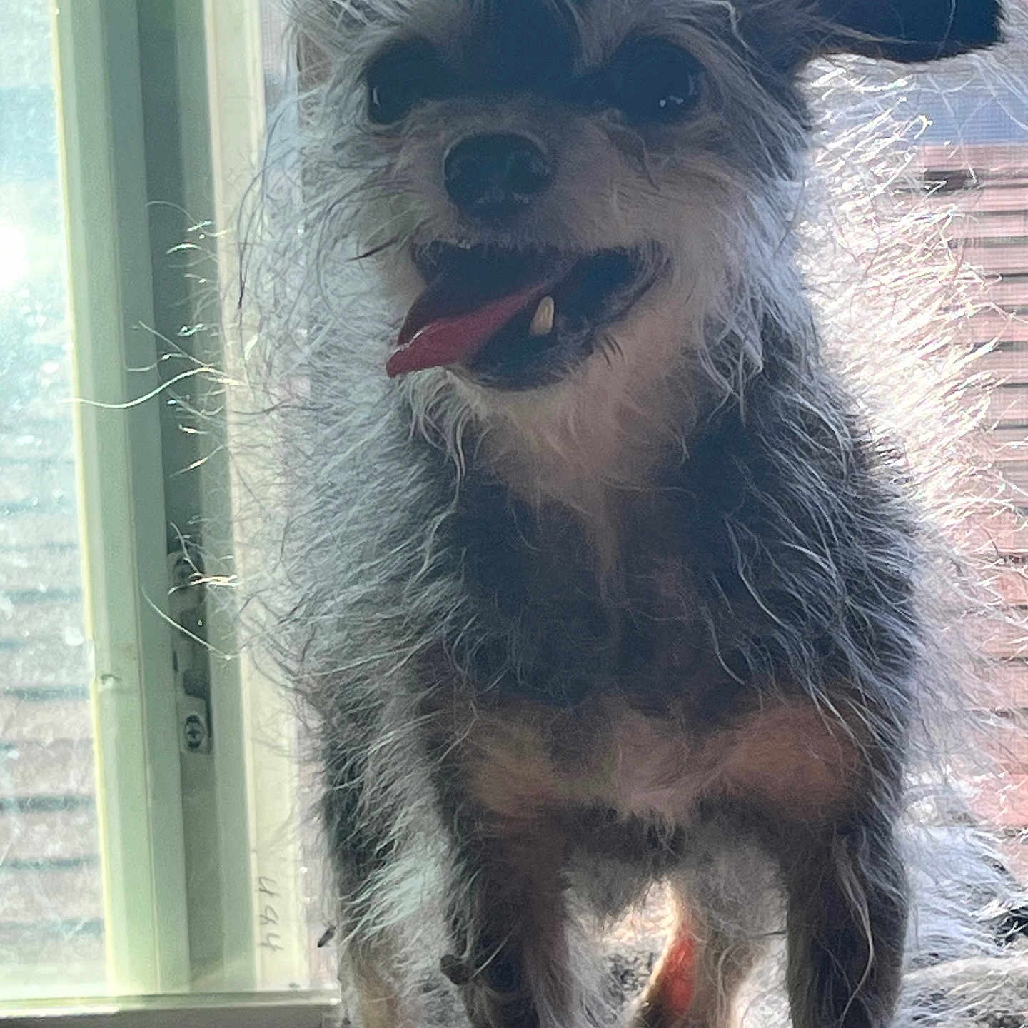 Potroastgoblinking is registered to the contest to win money with this photo: animal, backlit, canine, cute, dog, domestic_animal, ears, fur, fur_texture, happy, indoor, light, pet, scruffy, small_dog, smiling, standing, tongue, tongue_out, window
