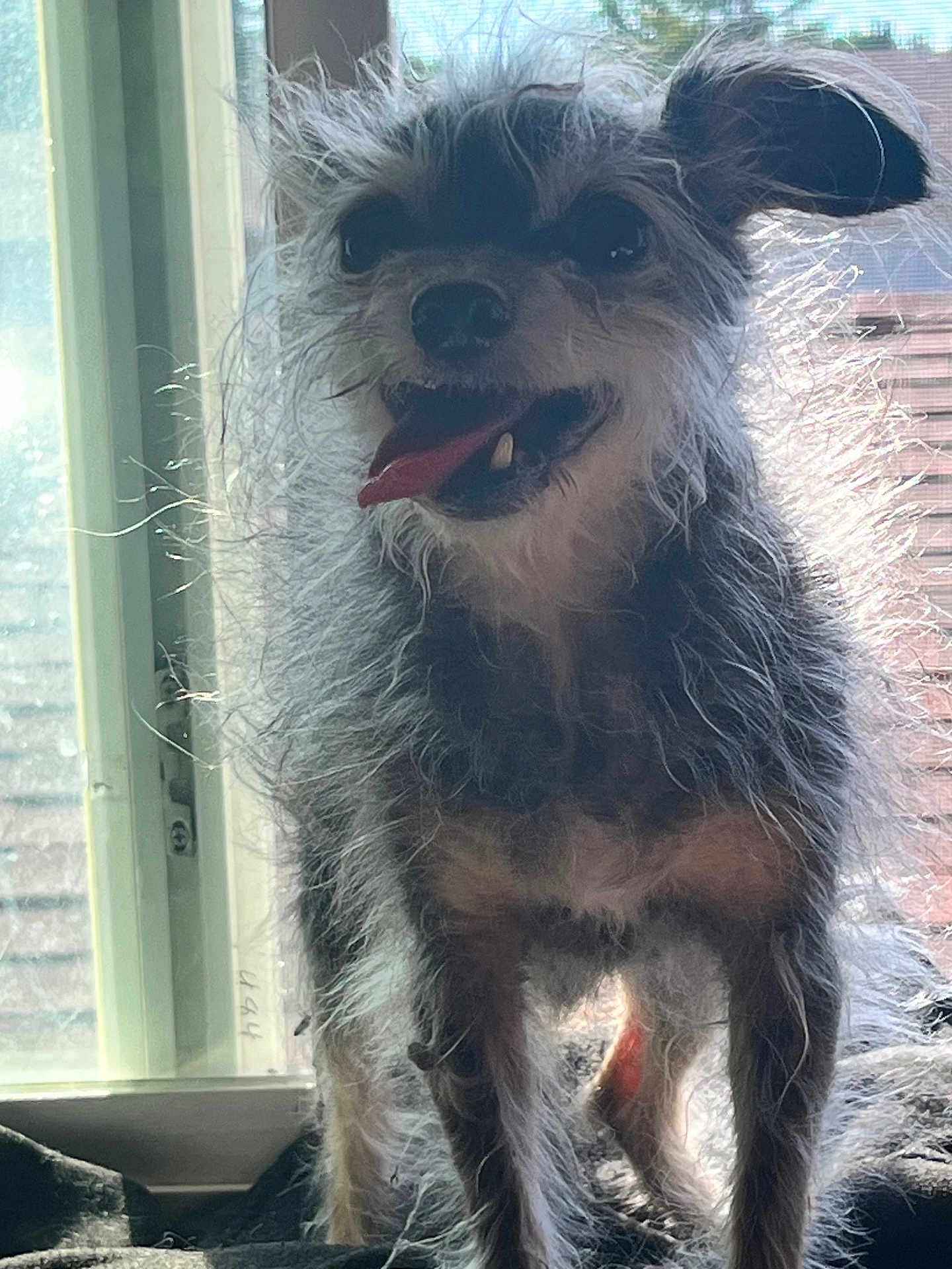 Potroastgoblinking is registered to the contest to win money with this photo: animal, backlit, canine, cute, dog, domestic_animal, ears, fur, fur_texture, happy, indoor, light, pet, scruffy, small_dog, smiling, standing, tongue, tongue_out, window