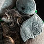 Potroastgoblinking joined the competition — help win amazing prizes! animal, bat_wings, black, closeup, couch, cozy, dog, furry, gray, homedecor, indoor, natural_light, pet, plush_toy, relaxing, resting, sleeping, snuggling, soft, texture