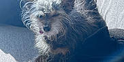 Potroastgoblinking joined the competition — help win amazing prizes! animal, blanket, bone_treat, companion, couch, cozy, cute, dog, fluffy, fur, home, indoor, paw, pet, relaxed, resting, scruffy, sleepy, sunlight, tongue_out