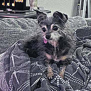 Potroastgoblinking is registered to the contest to win money with this photo: animal, blanket, couch, cozy, cute, decor, dog, fur, furniture, gray, hand_sculpture, home, indoor, keys, living_room, patterned_blanket, pet, relaxed, small_dog, tongue_out
