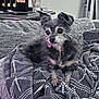 animal, blanket, couch, cozy, cute, decor, dog, fur, furniture, gray, hand_sculpture, home, indoor, keys, living_room, patterned_blanket, pet, relaxed, small_dog, tongue_out