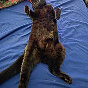 Phantom is registered to the contest to win money with this photo: animal, bed, black_cat, blue_bedspread, cat, cozy, curled_paws, cute, domestic_animal, feline, fur, home, indoor, lying_down, paw, pet, relaxed, resting, sleepy, wide_eyes