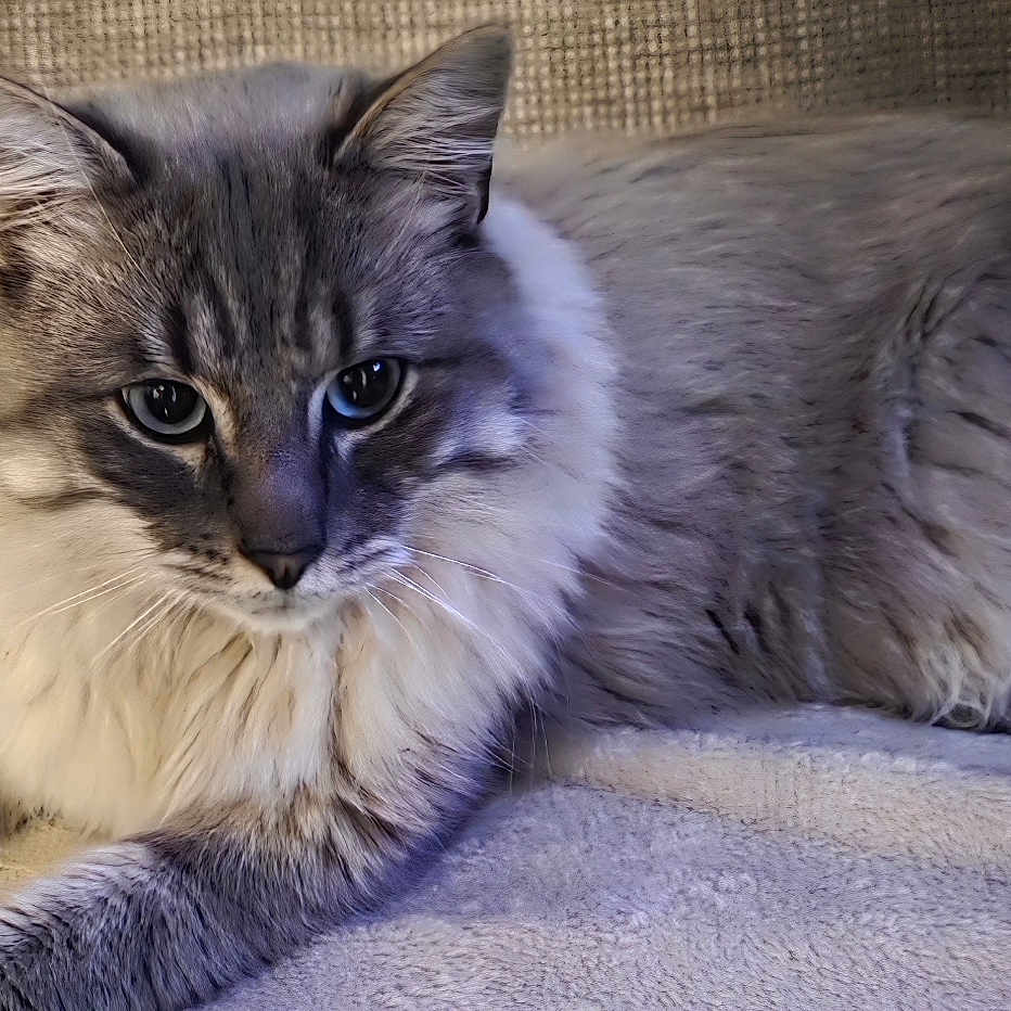 Minu a rejoint le concours — aidez-le/la à gagner de superbes lots ! animal, blanket, cat, closeup, comfortable, cozy, cute, ears, feline, fluffy, fur, gray, indoor, laying, pet, relaxed, resting, soft, whiskers, white