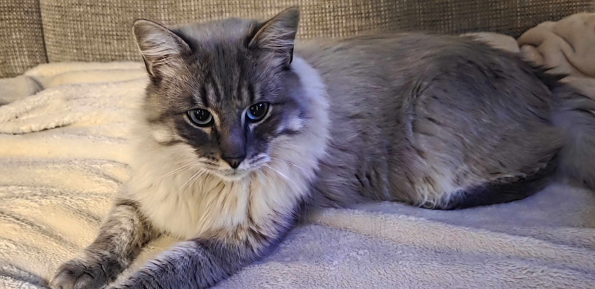 Minu a rejoint le concours — aidez-le/la à gagner de superbes lots ! cat, fluffy, gray, white, animal, pet, feline, indoor, blanket, soft, resting, cozy, fur, whiskers, ears, cute, laying, relaxed, comfortable, closeup