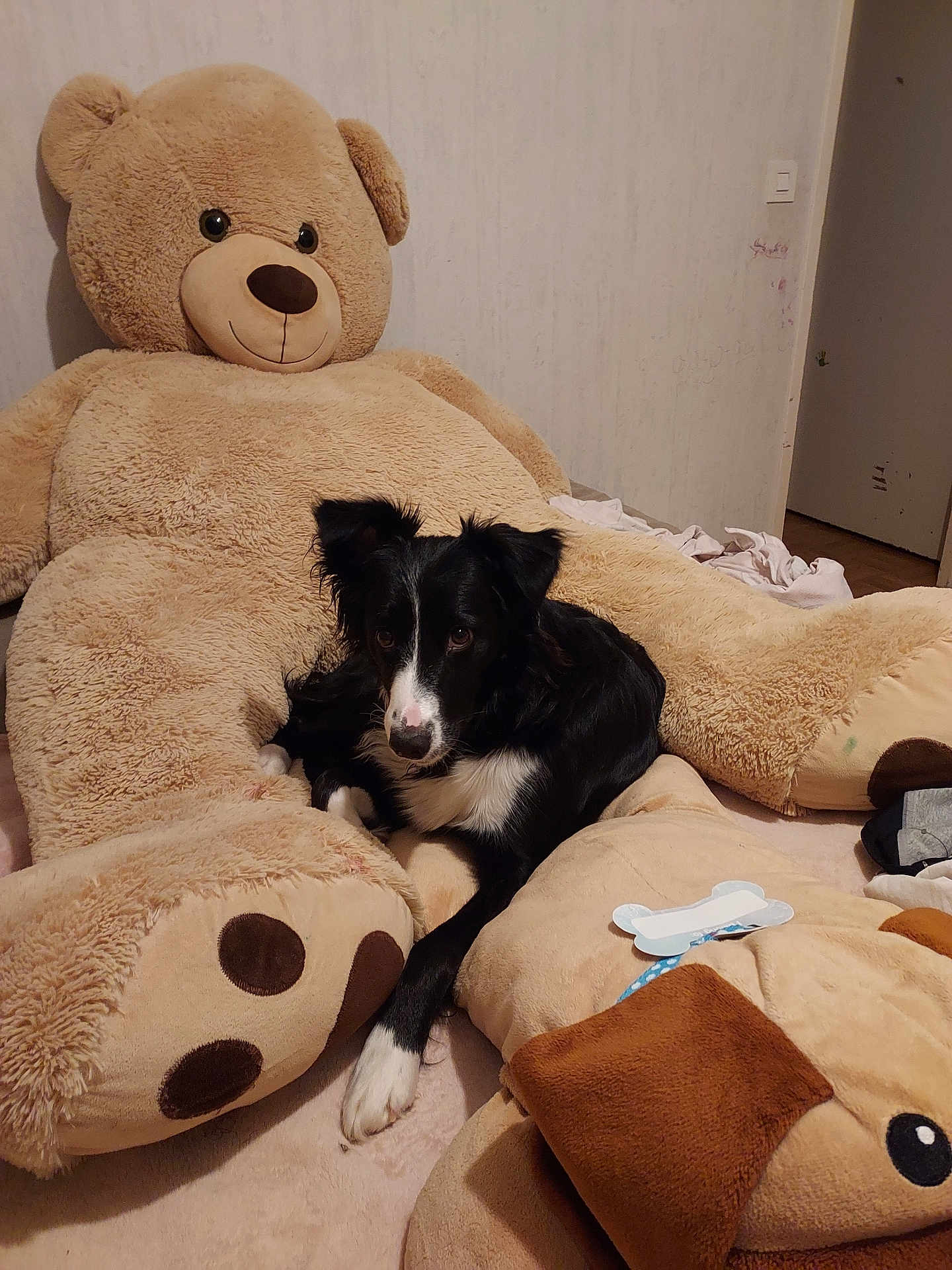 Lily participe au concours pour gagner de l'argent avec cette photo : dog, black_and_white, plush_toy, teddy_bear, bedroom, indoor, furniture, carpet, cute, pet, animal, lying_down, cozy, soft, stuffed_animal, relaxing, paw, nose, ears, toy