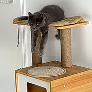 Toulouse a rejoint le concours — aidez-le/la à gagner de superbes lots ! cat, kitten, gray_cat, pet, cat_tree, scratching_post, wooden_box, cushion, indoor, home, tile_floor, wall, power_socket, door, hanging_towel, dangling_string, relaxed, paws, ears, yellow_eyes