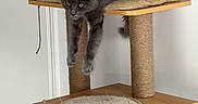 Toulouse a rejoint le concours — aidez-le/la à gagner de superbes lots ! cat, cat_tree, cushion, dangling_string, door, ears, gray_cat, hanging_towel, home, indoor, kitten, paws, pet, power_socket, relaxed, scratching_post, tile_floor, wall, wooden_box, yellow_eyes