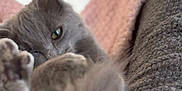 Toulouse participe au concours pour gagner de l'argent avec cette photo : cat, grey_cat, pet, feline, close_up, paw, tail, eye, ear, whiskers, fur, blanket, bedding, cozy, resting, sleepy, indoor, soft_texture, fabric, portrait