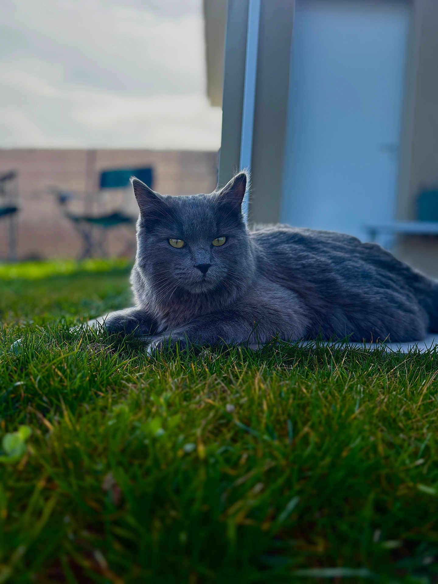Toulouse participe au concours pour gagner de l'argent avec cette photo : cat, gray_cat, feline, pet, grass, lawn, backyard, portrait, closeup, green_eyes, whiskers, fur, ears, relaxed, lounging, outdoor, bokeh, shallow_depth_of_field, chair, building