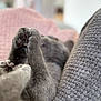 Toulouse a rejoint le concours — aidez-le/la à gagner de superbes lots ! cat, feline, paw, paw_pad, grey_cat, fur, close_up, portrait, pet, indoor, blanket, couch, cushion, bokeh, shallow_depth_of_field, sleeping, cozy, texture, soft, paws_up