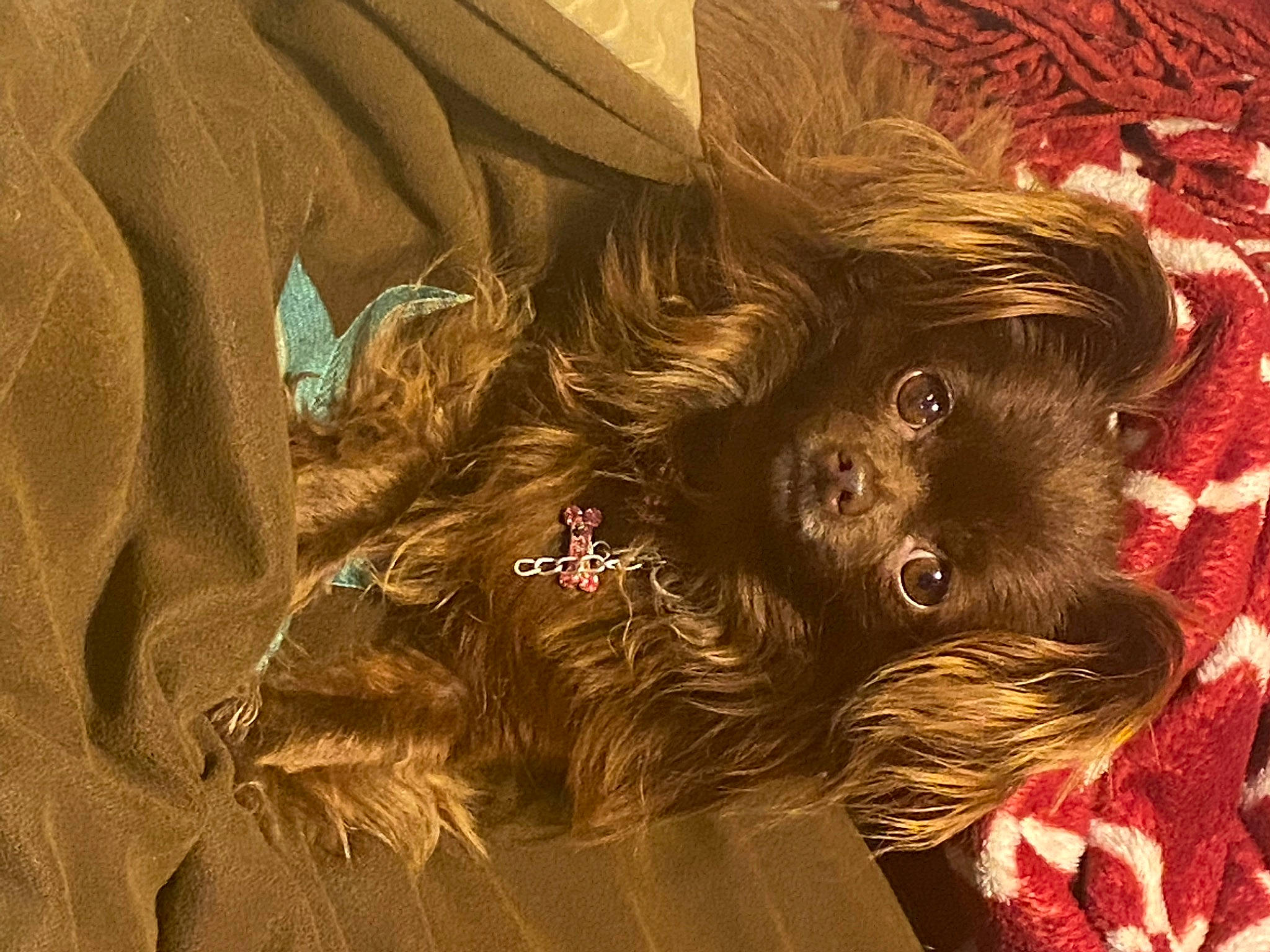 Mouse joined the competition — help win amazing prizes! art, canidae, carnivore, cg_artwork, companion_dog, dog, dog_breed, fashion_accessory, fawn, fur, liver, mammal, painting, pattern, snout, sporting_group, tail, toy_dog, visual_arts, working_animal