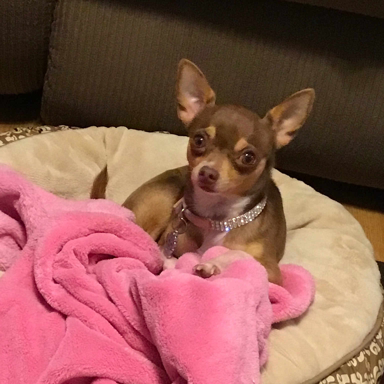 Abagail is registered to the contest to win money with this photo: canidae, carnivore, chihuahua, companion_dog, dog, dog_bed, dog_breed, fawn, mammal, pink, puppy, russkiy_toy, snout, toy_dog, vertebrate