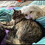 Bleu-Honey - Ty is registered to the contest to win money with this photo: dog, cat, blanket, quilt, fur, pet, animal, resting, cozy, indoor, sleepy, tabby_cat, white_dog, friendship, soft, cute, relaxed, cuddling, companion, furry