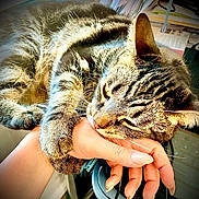Bleu-Honey - Ty is registered to the contest to win money with this photo: cat, tabby_cat, pet, animal, hand, paw, claw, bite, indoor, feline, fur, whiskers, closeup, person, nail, desk, papers, light, shadow, cozy