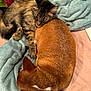 Bleu-Honey - Ty joined the competition — help win amazing prizes! cat, dog, sleeping, cuddling, blanket, tabby_cat, brown_dog, fur, pet, cozy, resting, indoor, comfort, companion, animal, cute, nap, friendship, soft, relaxation