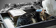 Bleu-Honey - Ty is registered to the contest to win money with this photo: cat, sleeping, tray, book, stuffed_animal, cozy, feline, resting, tabby, indoor, pet, relaxation, soft_toys, furniture, closeup, domestic_animal, comfort, nap, peaceful, home