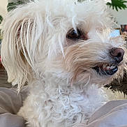 Bear-Baby-bella is registered to the contest to win money with this photo: dog, white, curly_fur, close_up, smile, teeth, pet, indoor, cozy, fur, animal, cute, portrait, companion, friendly, domestic, face, whiskers, snout, curly