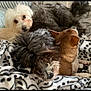 dog, white_dog, brown_dog, black_dog, blanket, bed, cozy, snuggling, fur, pet, animal, resting, cute, indoors, sleepy, companion, cuddling, small_dog, medium_dog, comfort