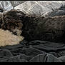 Bear-Baby-bella is registered to the contest to win money with this photo: dog, pet, bed, blanket, fur, sleeping, cozy, indoor, animal, companion, resting, black_dog, white_dog, cute, furry, domestic_animal, relaxing, friendship, snuggling, comfort
