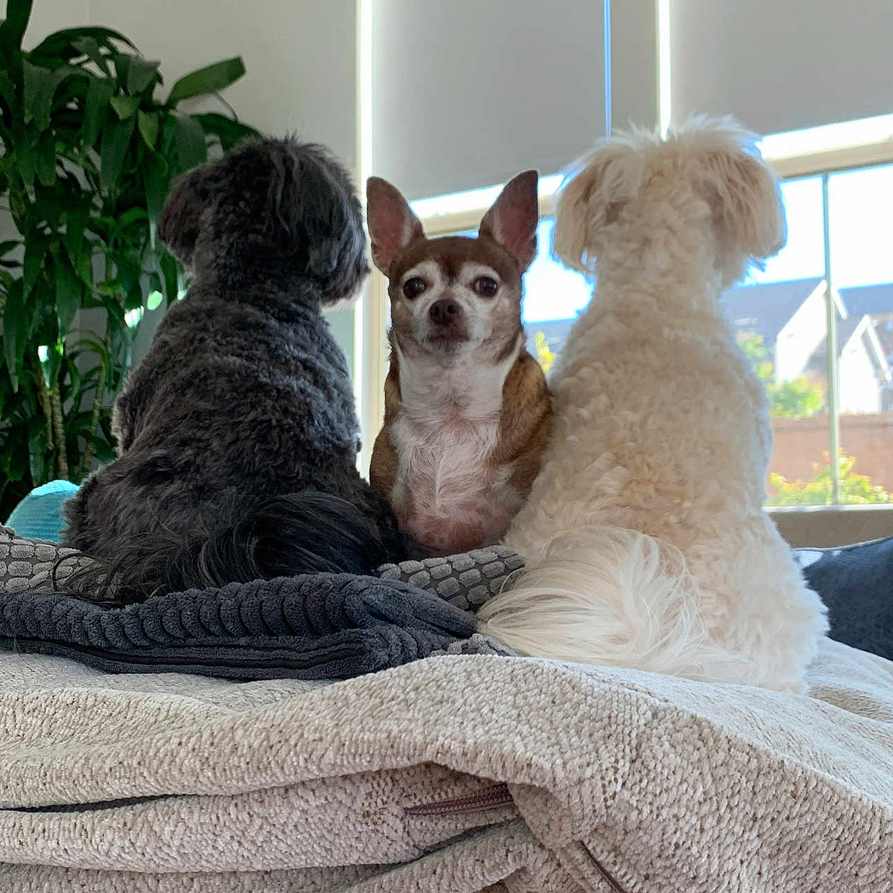 Bear-Baby-bella is registered to the contest to win money with this photo: animal, black_dog, blanket, brown_dog, cozy, curtains, dog, dogs, ears, face, fur, indoor, pet, pile, plant, small_dog, sunlight, tail, white_dog, window