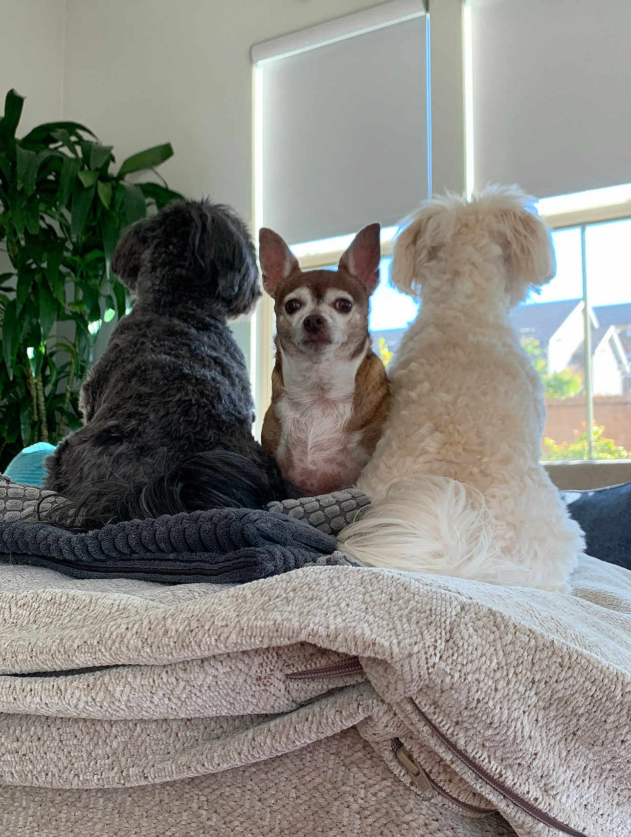 Bear-Baby-bella is registered to the contest to win money with this photo: dog, dogs, indoor, blanket, pile, window, plant, fur, pet, animal, small_dog, curtains, sunlight, cozy, brown_dog, white_dog, black_dog, face, ears, tail
