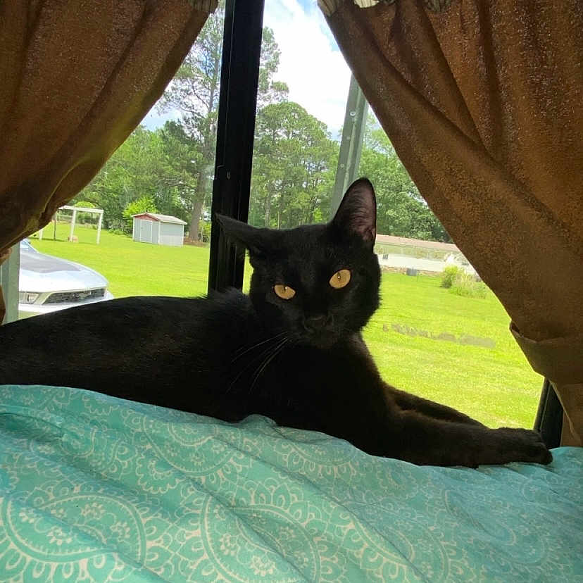 Binx joined the competition — help win amazing prizes! animal, black_cat, blanket, car, cat, cozy, curtains, daylight, feline, greenery, home, indoor, patterned_blanket, pet, relaxed, resting, sunlight, trees, window, yard